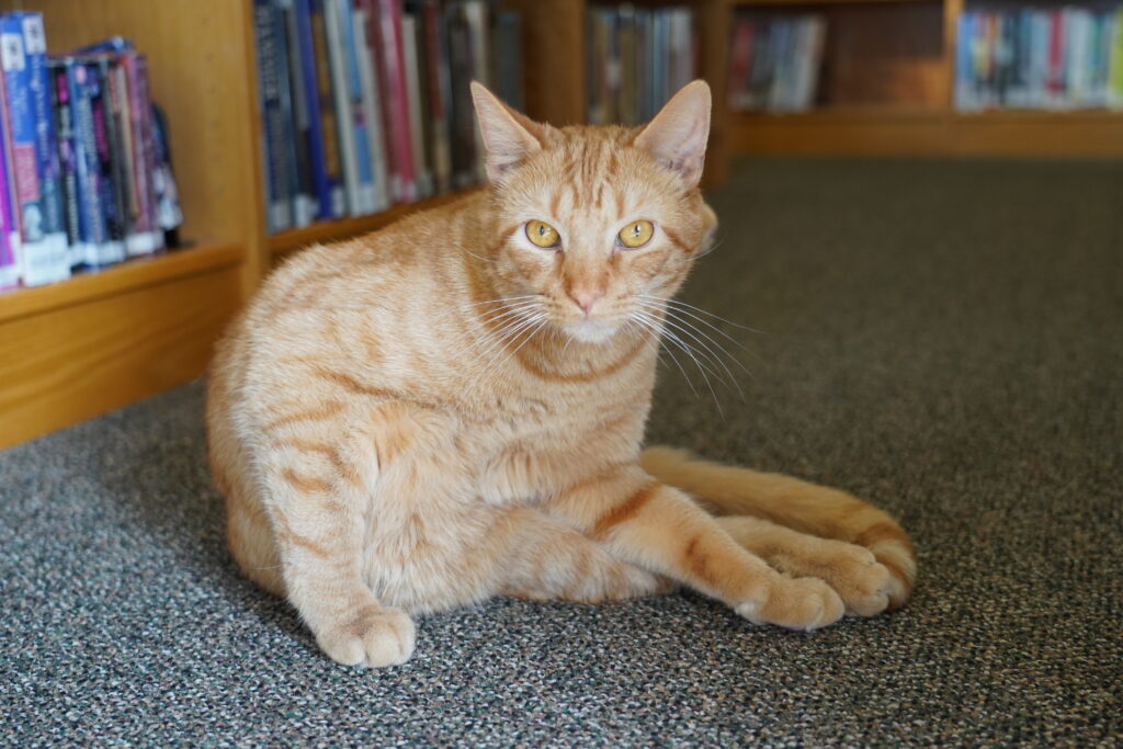 Mac the library cat