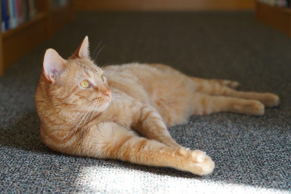 Mac the library cat